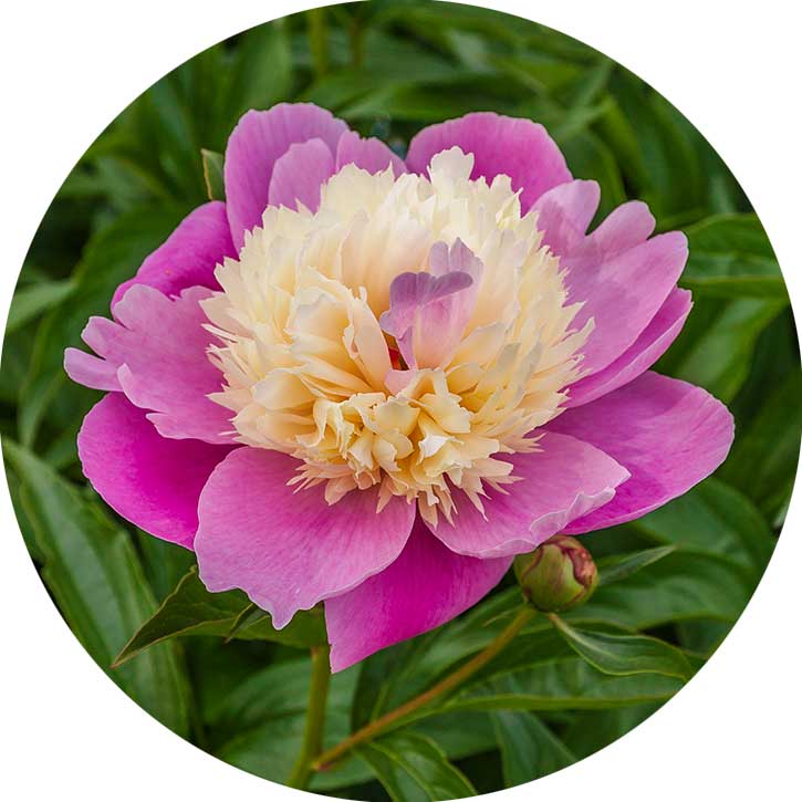 Cora Stubbs Peony