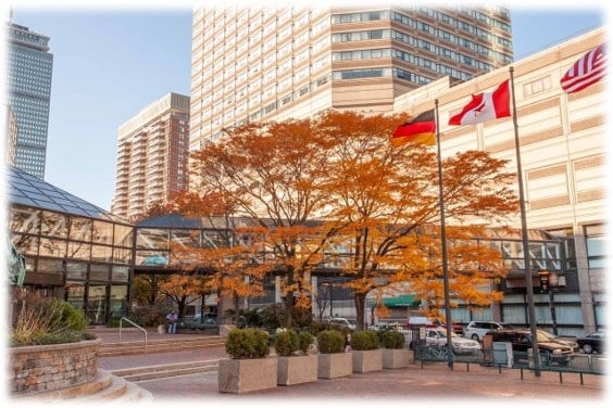 Large urban buildings surrounding two Honey Locust trees in fall