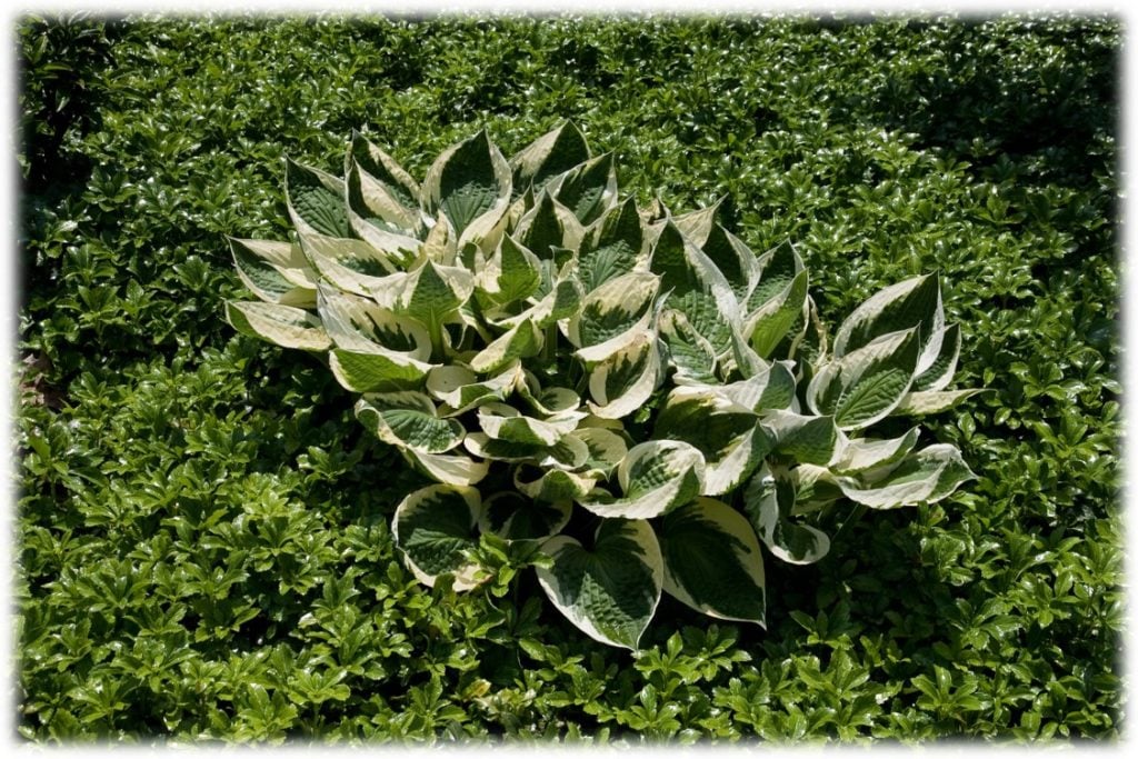 Example of a simple garden bed of Pachysandra with one variegated Hosta planted as a specimen.