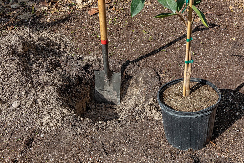 Measuring planting hole depth with a spade