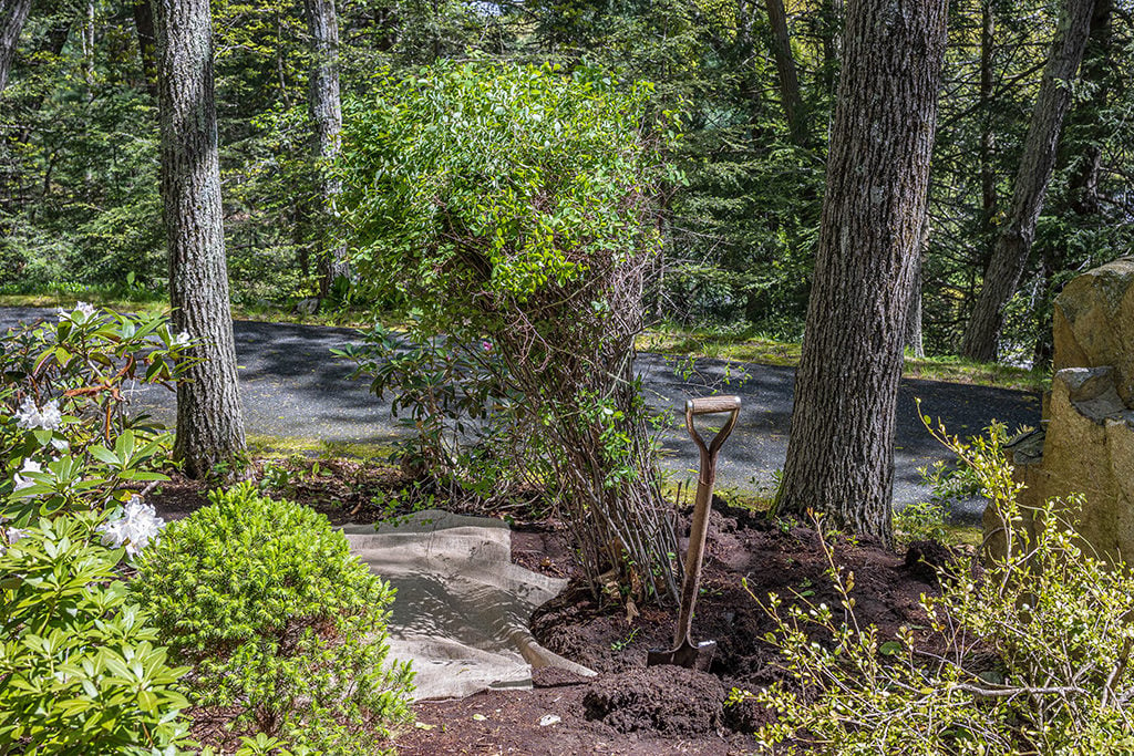 Transplanting a shrub with a garden spade