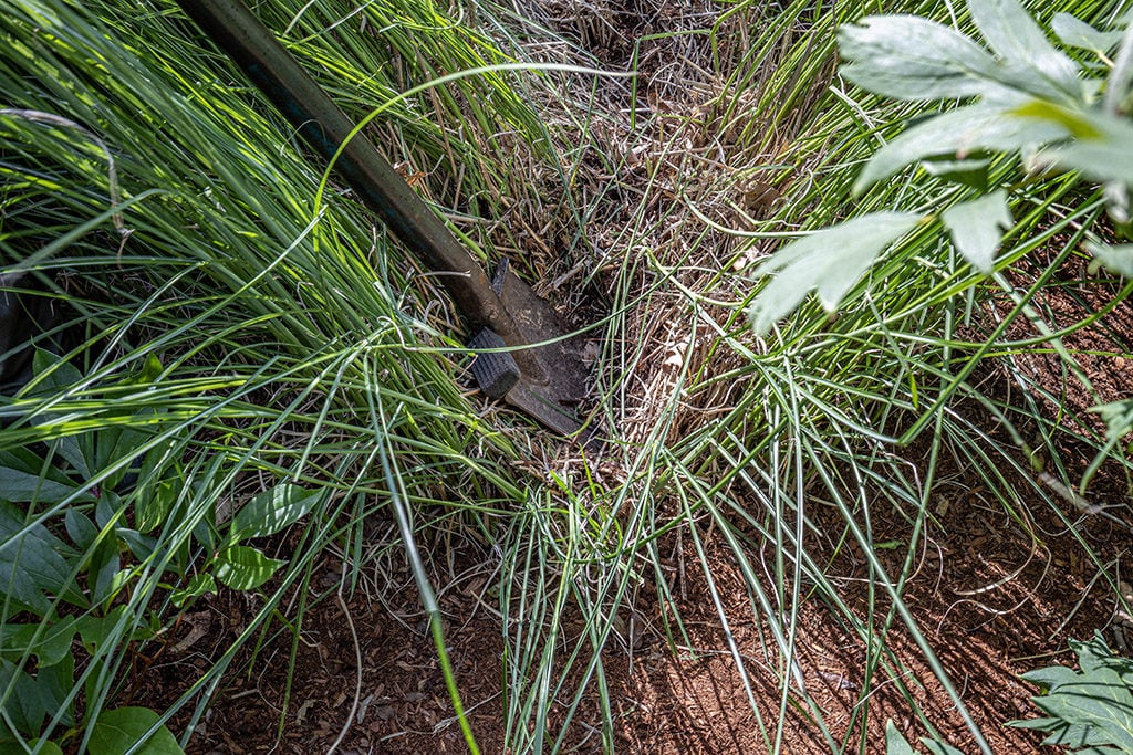 Dividing ornamental grass with a garden spade