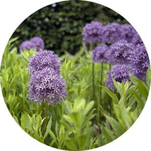 Purple Allium hollandicum
