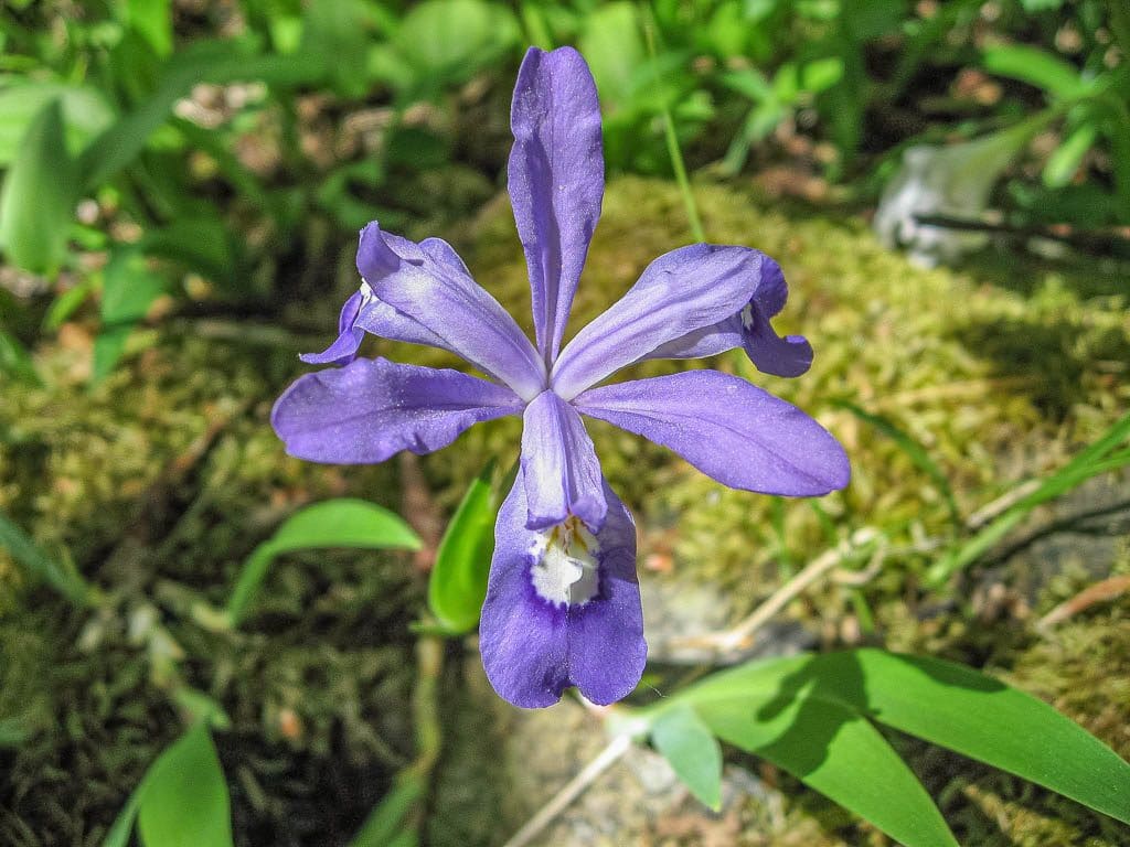 Iris cristata (dwarf crested iris) - Garden Tutor