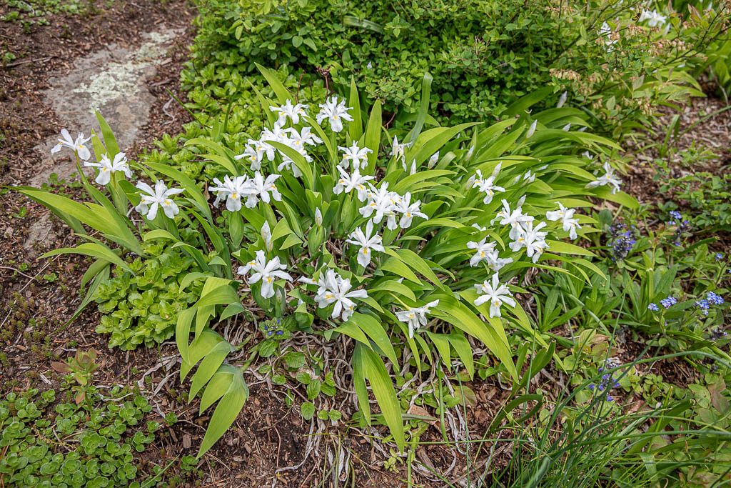 Iris cristata with white blooms used as groundcover in a rock garden