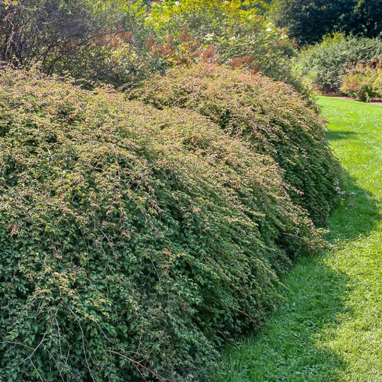 Cutleaf Stephanandra (Stephanandra incisa 'Crispa') - Garden Tutor