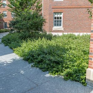 sumac gro fragrant aromatica rhus