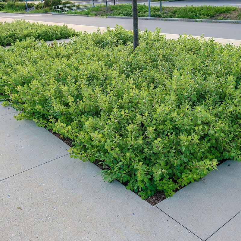Grow-low sumac planted in a planted bed located in the middle of a large pedestrian sidewalk