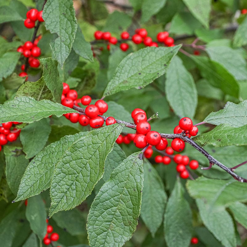 Close up of foliage and red berries