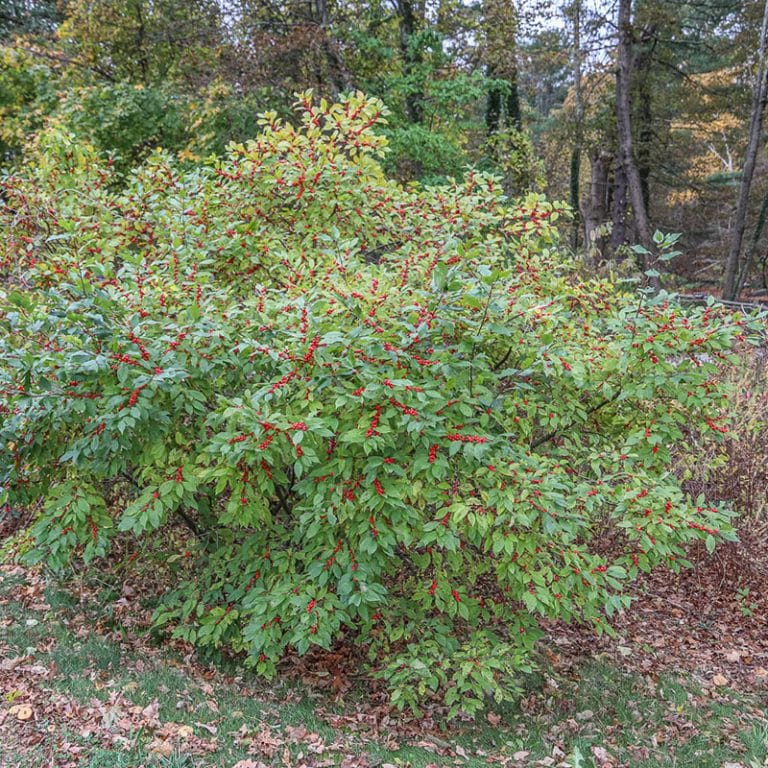 Winterberry (Ilex Verticillata) - Garden Tutor