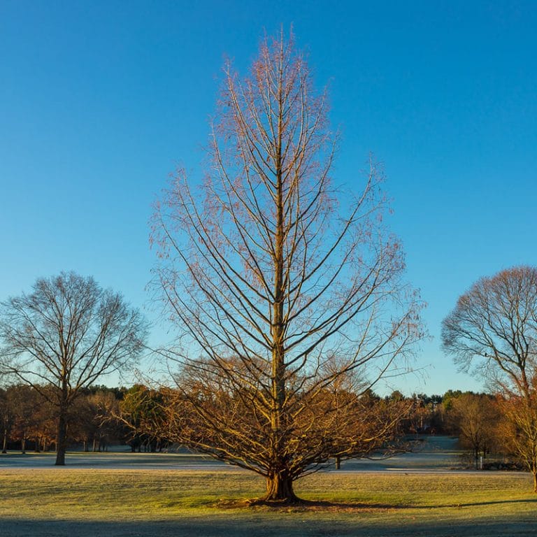 A tree that takes you back 66 million years - Garden Tutor