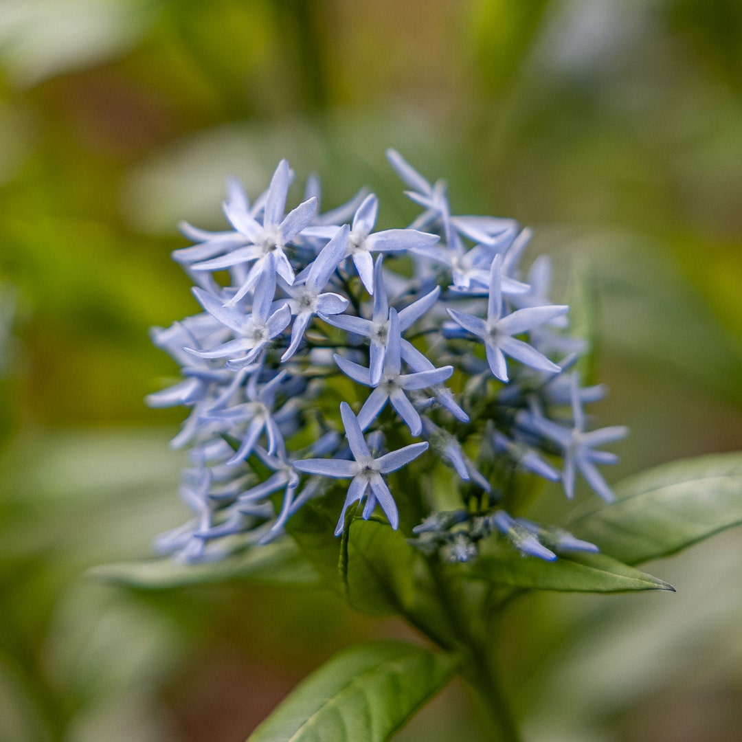 20 seeds Eastern Blue Star Flower LOVELY and ATTRACTIVE! 