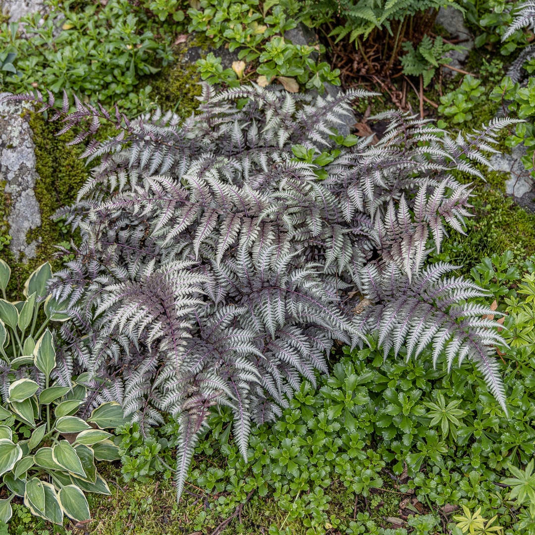 Image of Japanese painted fern plant