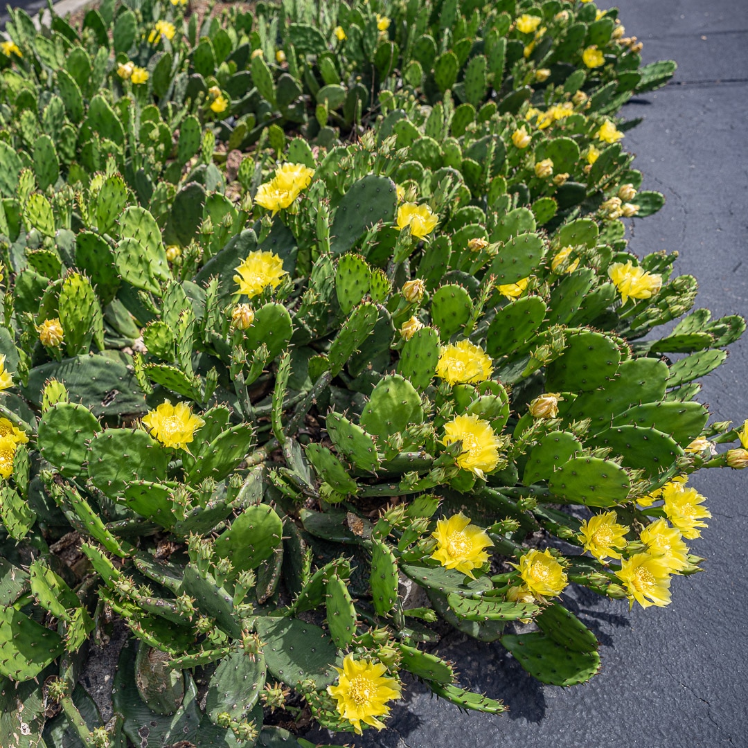 A massing of Eastern Prickly Pear Cactus (Opuntia humifusa) covered in beautiful yellow blooms a parking lot median strip showing it reaching out over the hot pavement