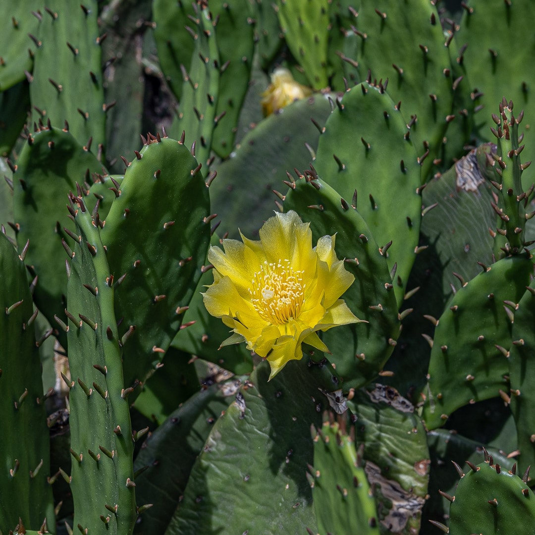 Eastern Prickly Pear Cactus (Opuntia humifusa) Flower with needle covered leaves surrounding it.