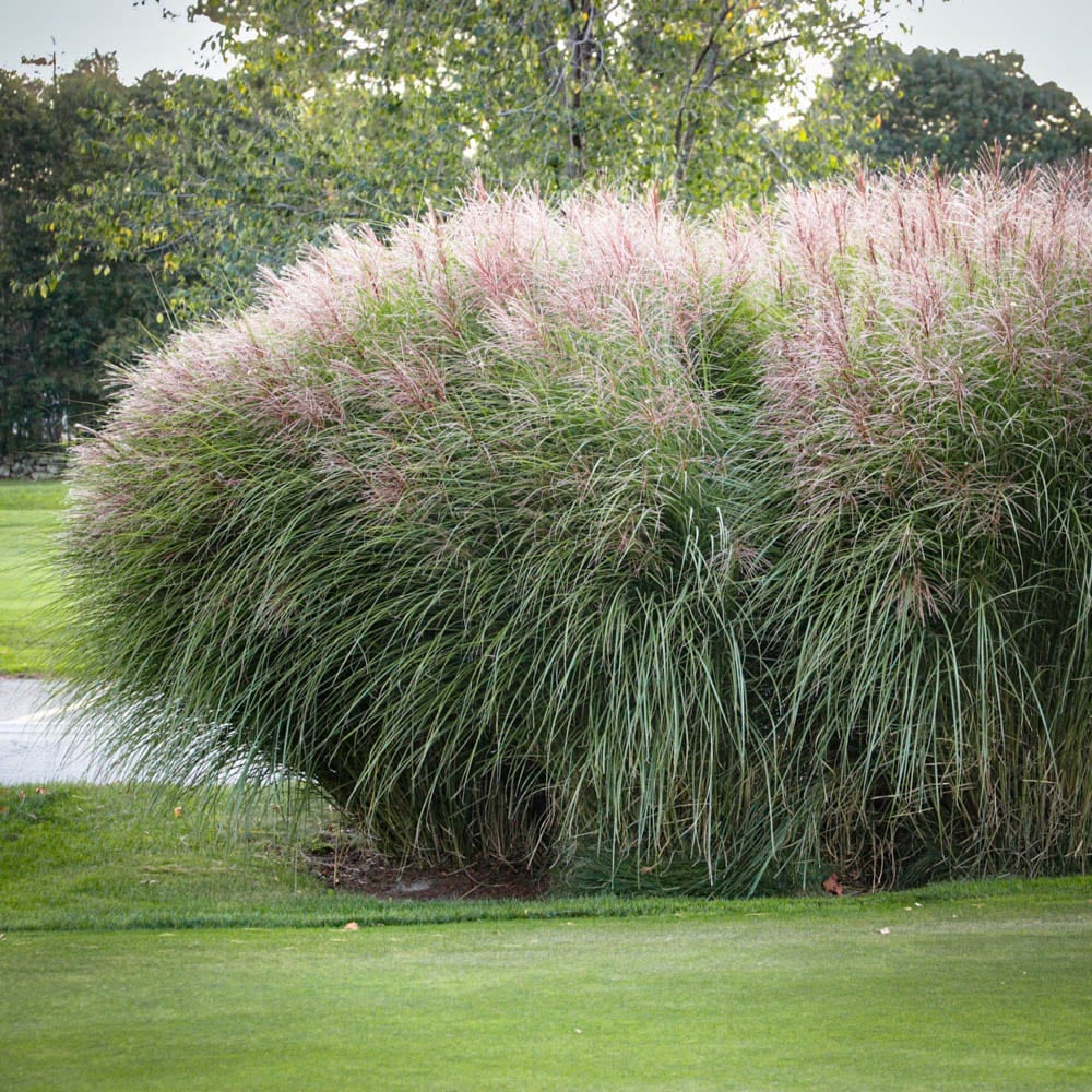 Maiden Grass