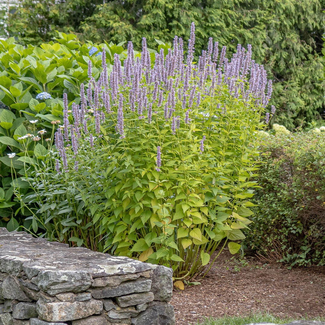Agastache Blue Fortune Perennial Summer blooming