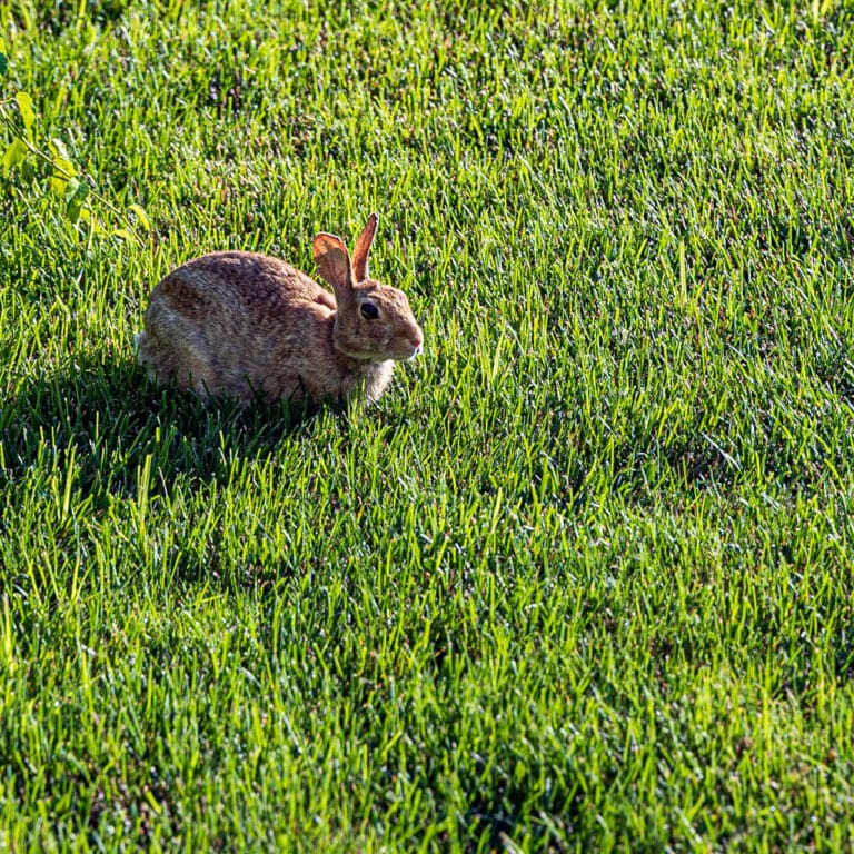 How to keep rabbits out of your garden - Garden Tutor